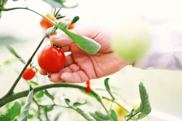 Frische Farm-Cherry-Tomaten an den Zweigen werden vom Landwirt geerntet