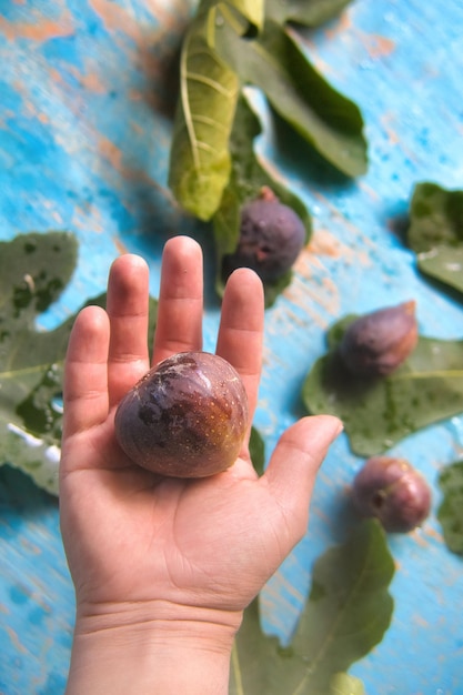 Frische Feigen in der Hand mit Naturhintergrund