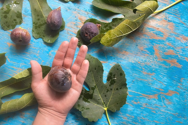 Frische Feigen in der Hand mit Naturhintergrund