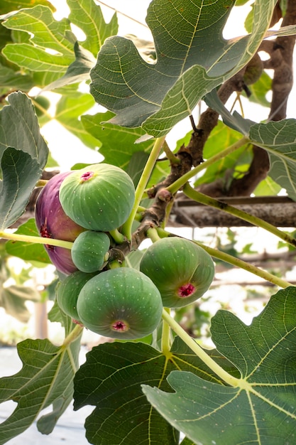 Frische Feigenfrucht