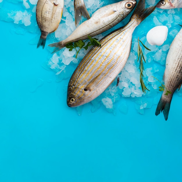 Foto frische fische der draufsicht mit kiemen auf eis