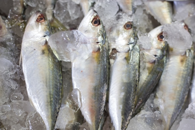 Frische Fische in einem Markt