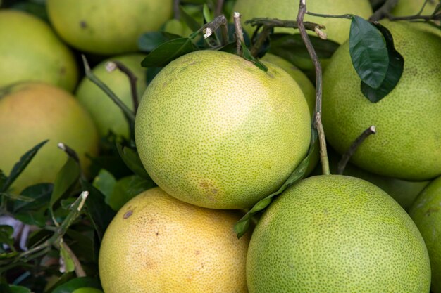 Frische Früchte Grüne Pomelo Citrus grandis auf dem Markt von Bangladesch