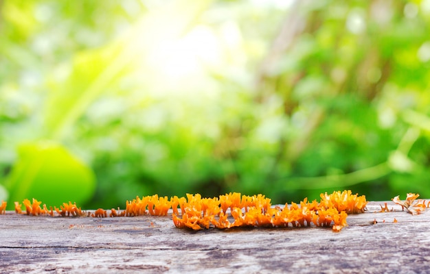 Frische Frühlingsanlage mit grünem bokeh und Sonnenlicht und Holzfußboden. Schönheit natürlichen Hintergrund