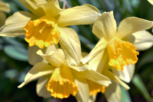 Frische frühlingsblumen wachsen im garten