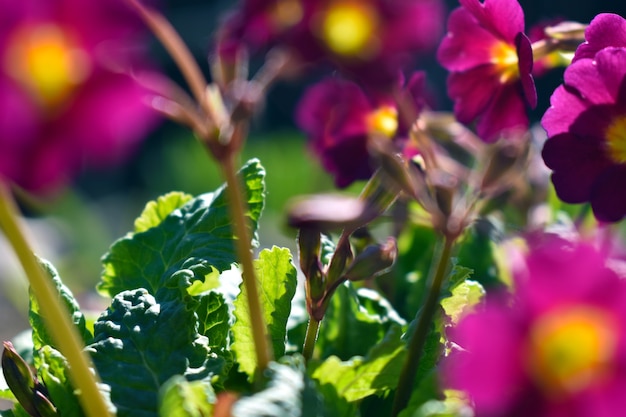 Frische frühlingsblumen wachsen im garten