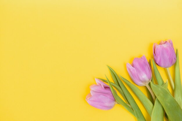 Frische Frühlingstulpen auf gelbem Grund