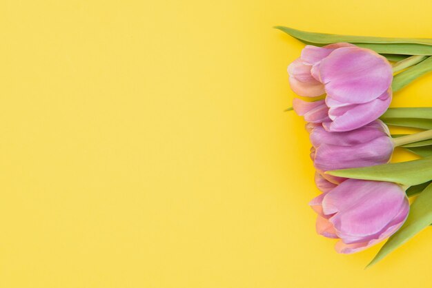 Frische Frühlingstulpen auf gelbem Grund