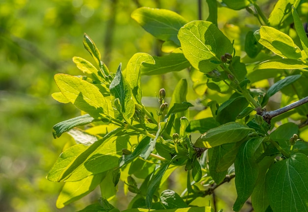 frische Frühlingsvegetation