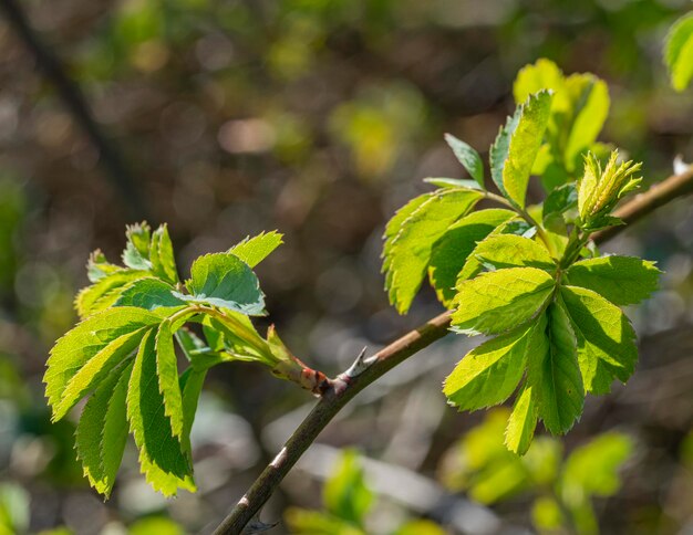 frische Frühlingsvegetation