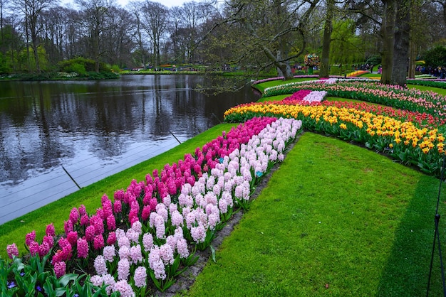 Frische Frühlingszwiebeln rosa lila weiße Hyazinthen Blumenbeet mit Hyazinthen im Keukenhof Park Lisse Holland Niederlande