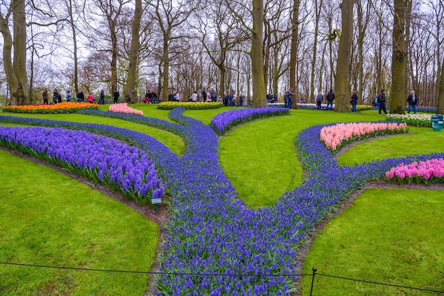 Frische Frühlingszwiebeln rosa lila weiße Hyazinthen Blumenbeet mit Hyazinthen im Keukenhof Park Lisse Holland Niederlande