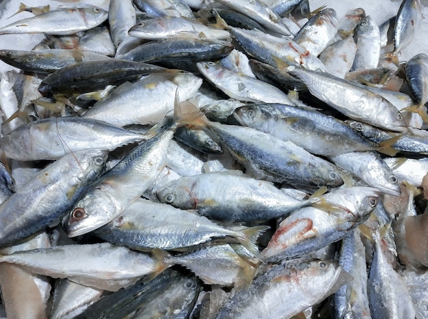 Frische gefrorene Makrelen von Fischerbooten auf dem Fischmarkt.