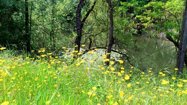 Foto frische gelb blühende pflanzen im wald