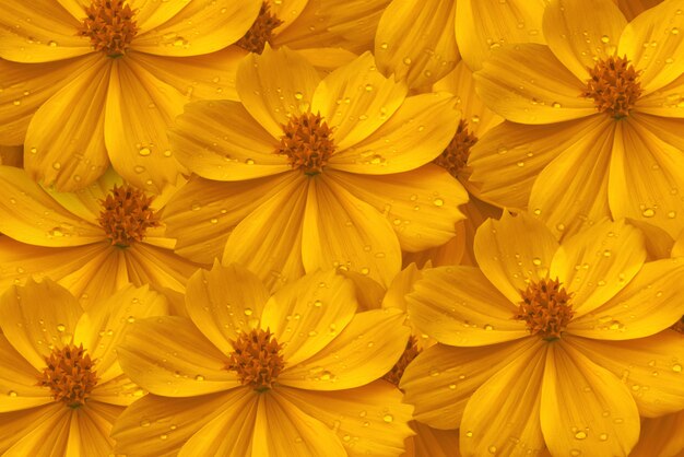 Frische gelbe Blüten