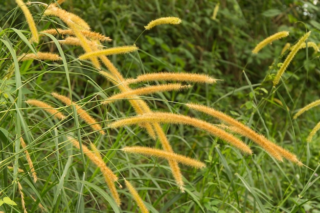 Frische gelbe Blume mit grünem Blatt