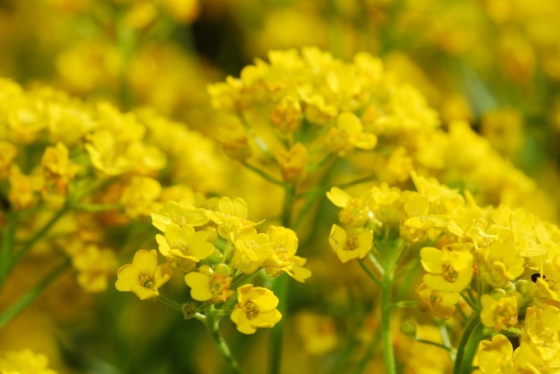 Frische gelbe Blumen tolle Aussicht