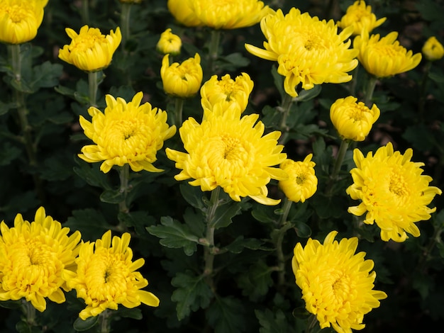 Frische gelbe Chrysantheme blüht.