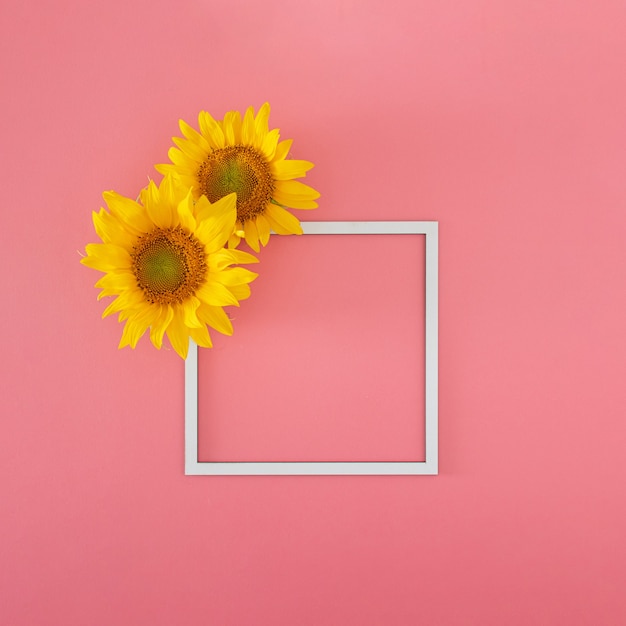 Foto frische gelbe moderne sonnenblume auf dem mutigen rosa hintergrund. moderne sommergartenarbeit im tropischen dschungel flach mit kopienraum