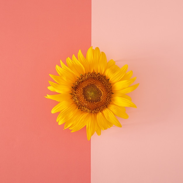 Frische gelbe moderne Sonnenblume auf dem mutigen und pastellrosa Hintergrund. moderne sommergartenarbeit tropische dschungelwohnung lag mit virtuellem geschenk