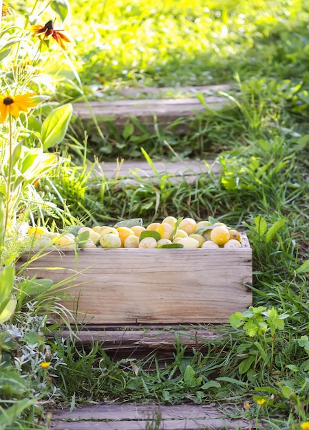 Frische gelbe Pflaumen Reife Früchte in einer Holzkiste auf grünem Gras verstreut