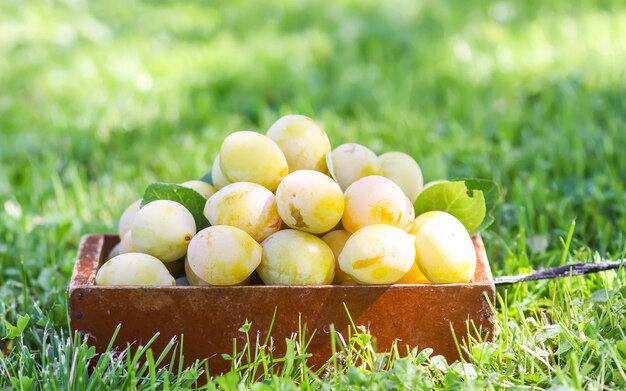 Frische gelbe Pflaumen. Reife Früchte in einer Holzkiste auf grünem Sommergras in einem Garten.