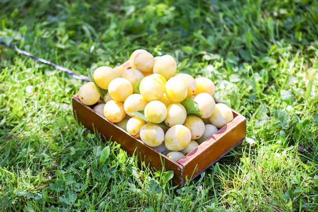 Frische gelbe Pflaumen. Reife Früchte in einer Holzkiste auf grünem Sommergras in einem Garten.