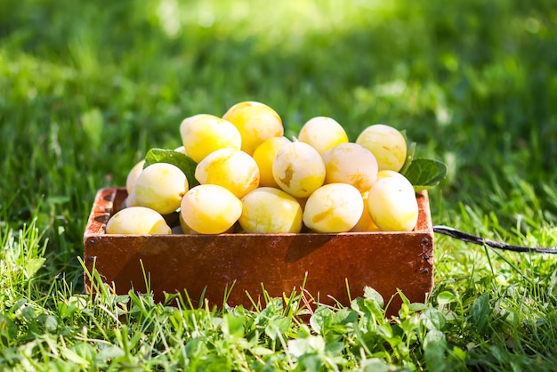 Frische gelbe Pflaumen. Reife Früchte in einer Holzkiste auf grünem Sommergras in einem Garten.