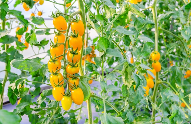 Frische gelbe reife Kirschtomaten wachsen auf einem Ast im Gemüsegarten