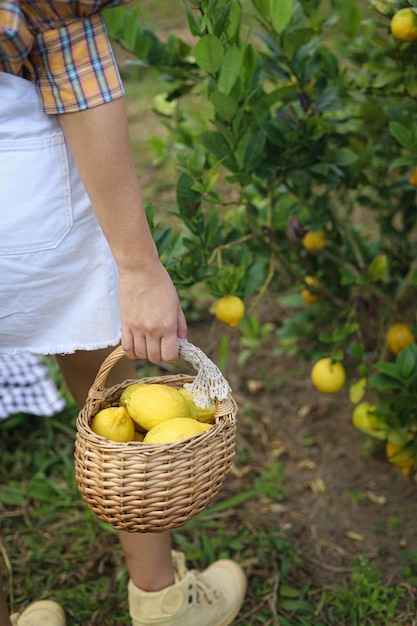 Frische gelbe reife Zitronen am Baum Wachsende Zitrone mit Korb voller Zitrone auf dem Bauernhof