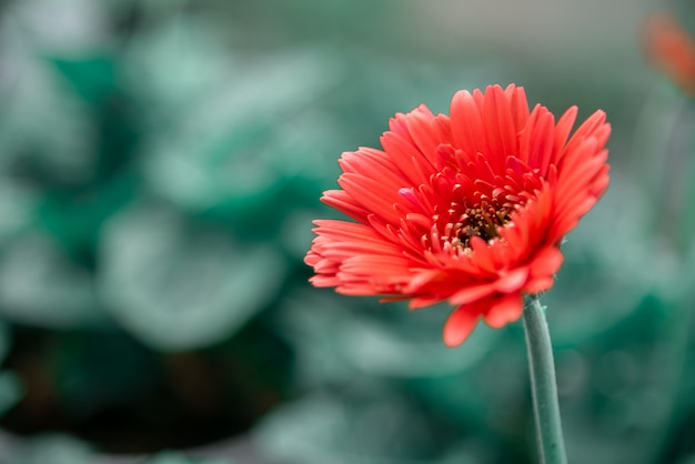 Foto frische gerberablume morgens