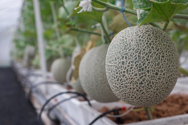 Foto frische große grüne melonen-frucht im garten