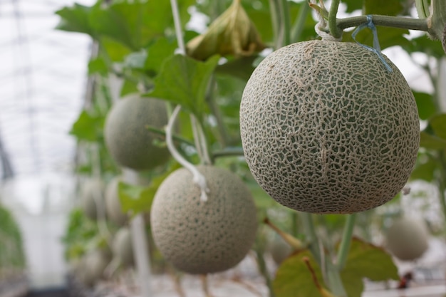 frische große grüne Melonen-Frucht im Garten