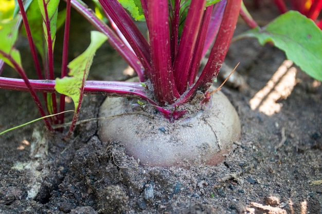 Frische große Rote Bete wächst im Garten