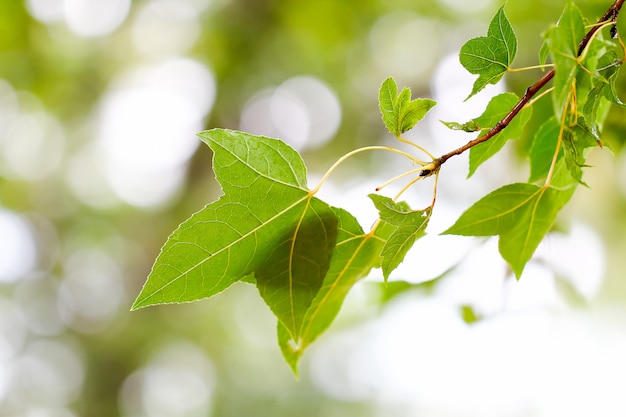 Frische grüne Ahornblätter auf der Niederlassung mit Tageslicht.