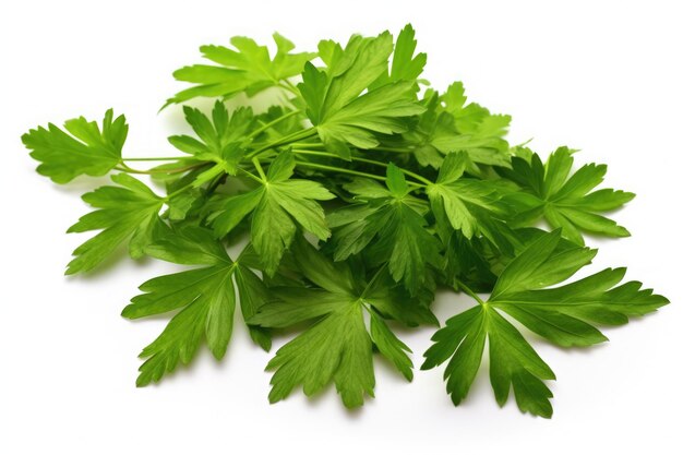 Frische grüne Aniseeblätter, isoliert mit Abschnittpfade, Kochzeug, essbares Kraut für Nahrung und Gesundheit