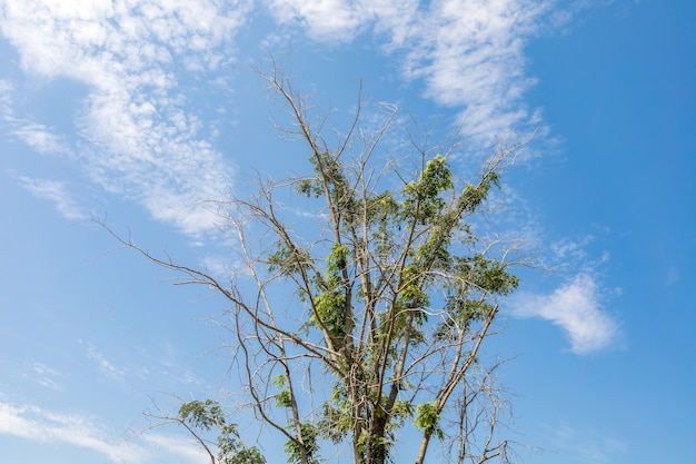 Frische grüne Bäume am strahlend blauen Himmel.