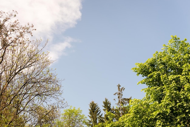 Frische grüne Bäume und blauer Himmel und Wolken. Blick vom Boden. Grüne Bäume und Panoramahimmel. Stock Foto
