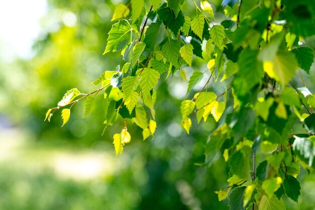 Frische grüne Birkenblätter auf einem Zweig im Wald an einem sonnigen Tag