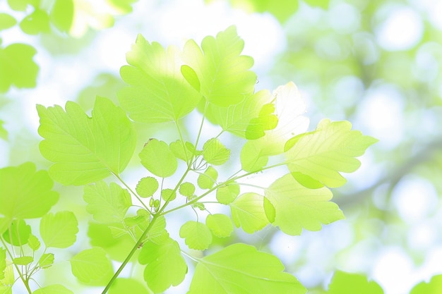 Foto frische grüne blätter banner frühlingsblätter hintergrund