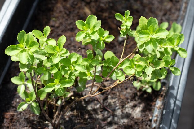 Frische grüne Blätter der Stevia-Pflanze