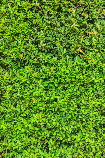 Frische grüne Blätter im Garten
