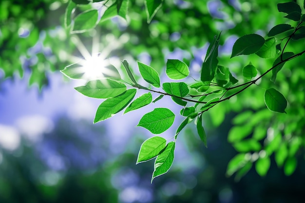 Frische grüne Blätter im Waldgarten Naturumgebung mit Sonnenlicht unter dem blauen Himmel