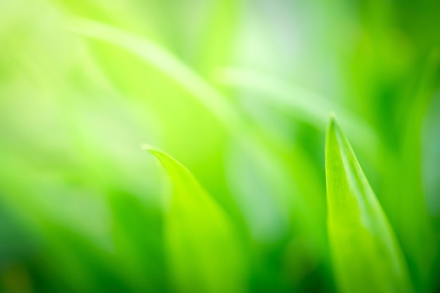 Frische grüne Blätter mit Kopienraum, unscharfem bokeh und Sonnenscheinhintergrund.