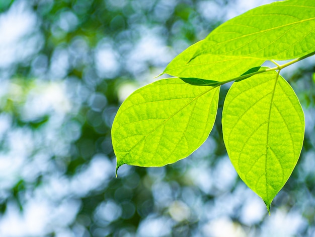 Frische grüne Blätter von Bäumen und Bokeh-Licht