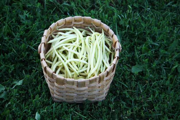 Frische grüne Bohnen im Korb.