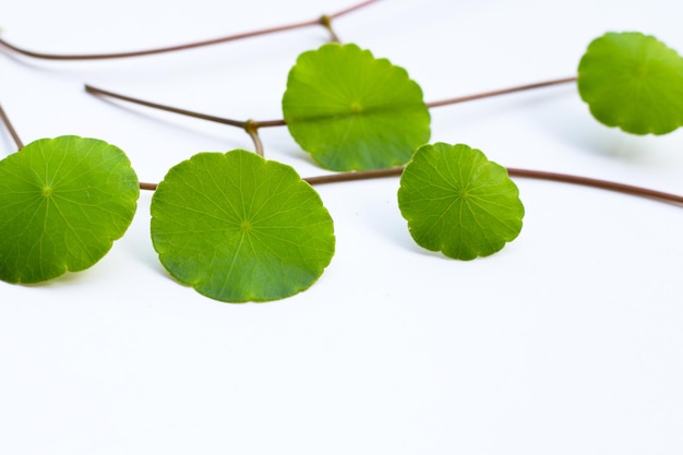 Frische grüne Centella Asiatica-Blätter auf weißem Hintergrund