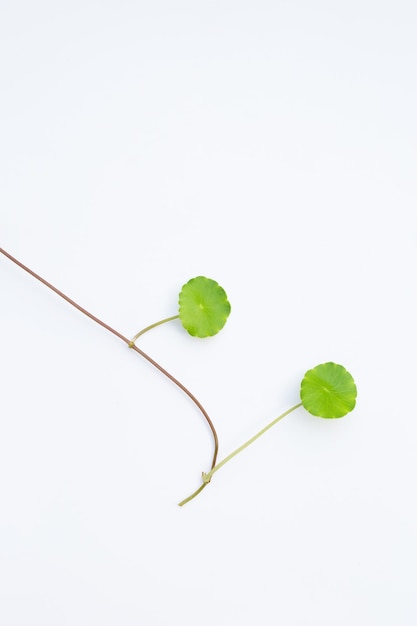 Foto frische grüne centella asiatica-blätter auf weißem hintergrund