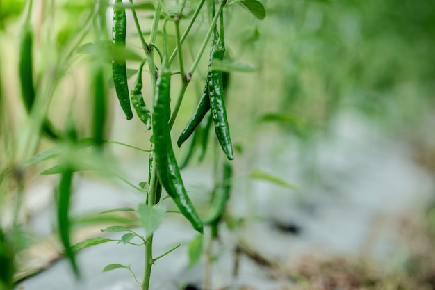 Frische grüne Chili am Baum im Asia Garden