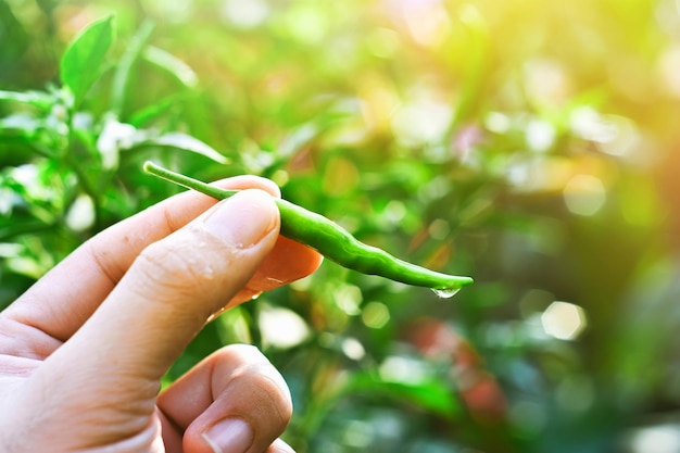 Frische grüne Chilisamen in der Hand vor einem bokeh verschwommenen Hintergrund eines Chiligartens und Morgensonne